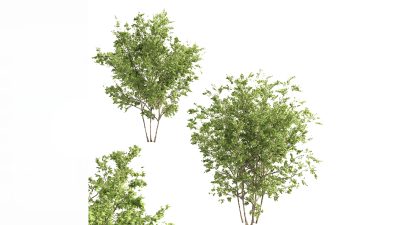 مدل سه بعدی و آبجکت درخت افرا