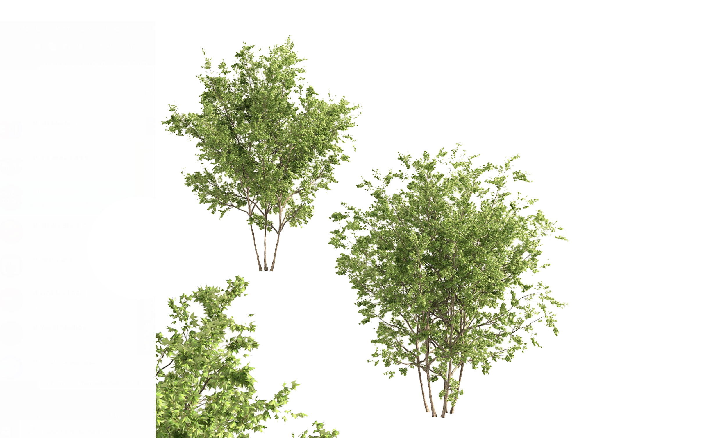 مدل سه بعدی و آبجکت درخت افرا