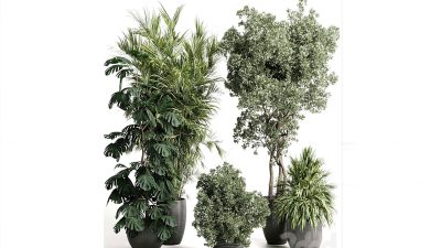 مدل سه بعدی و آبجکت گیاهان داخلی